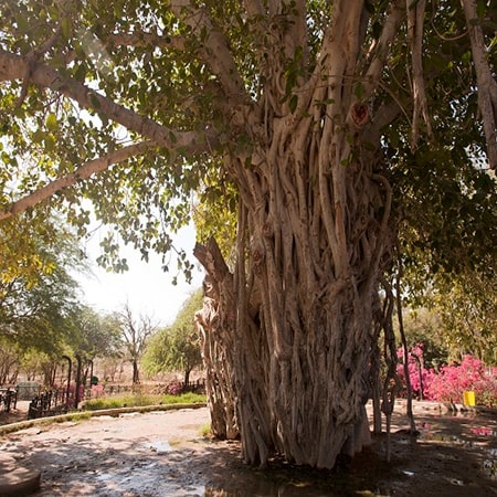 Kas Tree Kashan Ghamsar - Foundation of Dialogue and Solidarity of united nations