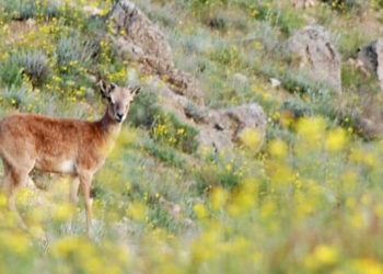 sorkhe-hesar-tehran