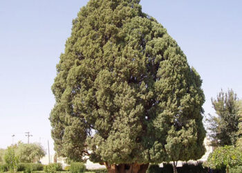 Cypress_of_Abarqu_yazd_IRAN