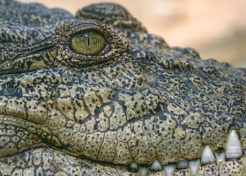 Qeshm-Crocodile-ParkIRAN