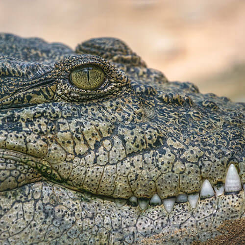 Qeshm-Crocodile-ParkIRAN