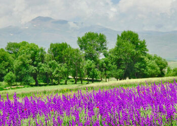 Sareyn_Ardebil_IRAN