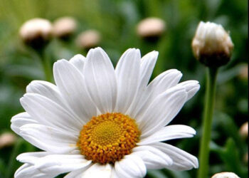 chamomile_flower_festival_Ardabil_IRAN