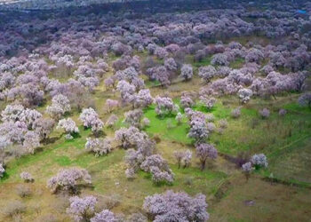 Qazvin-traditional-gardens