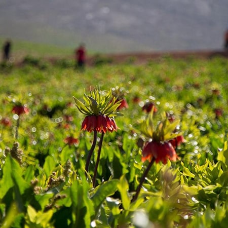 dashte-lalehhaei-vajegon